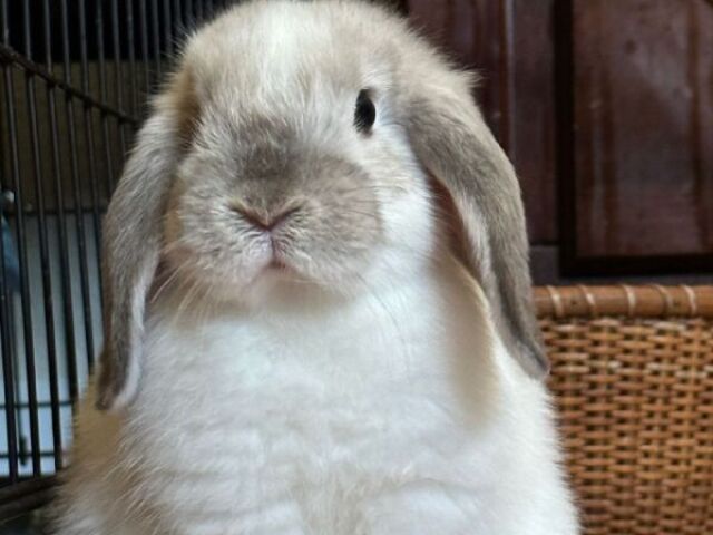 Holland Lop