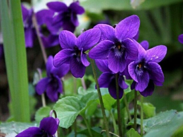 Violetas