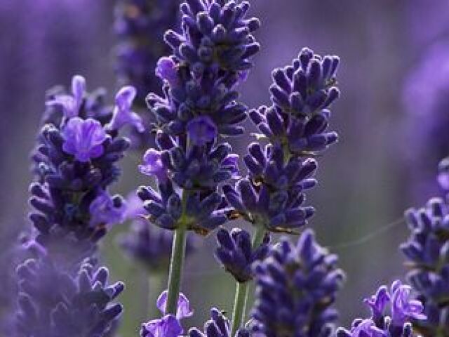 Lavanda