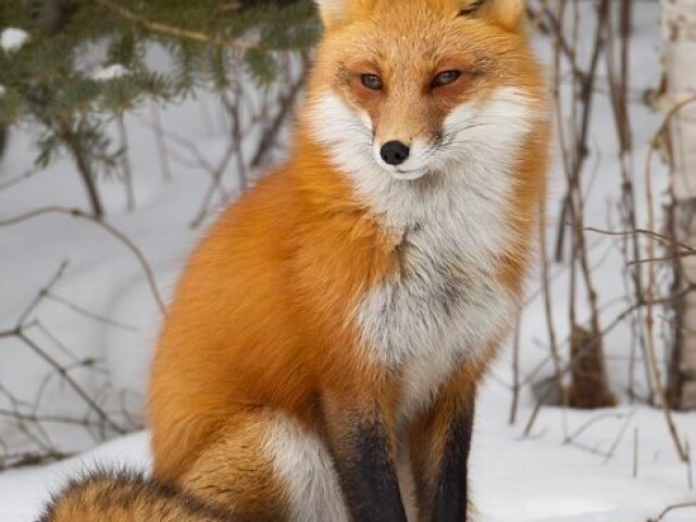 🦊