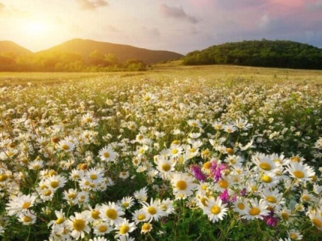 Primavera