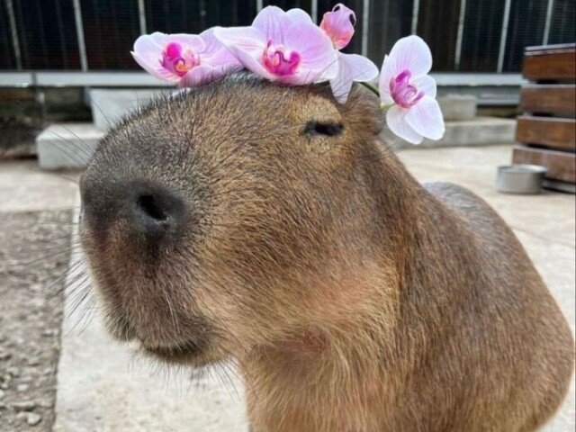 Capivara 