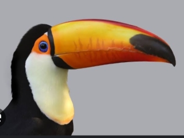 Tucano no bica vermelho 🦜