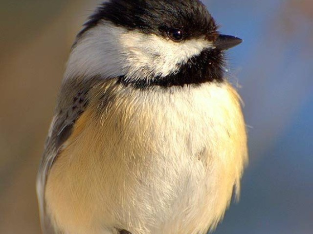 Pássaro...🕊️🐦