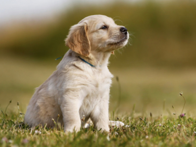 Cão