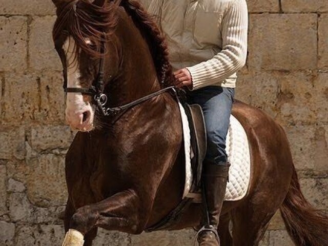 Dressage