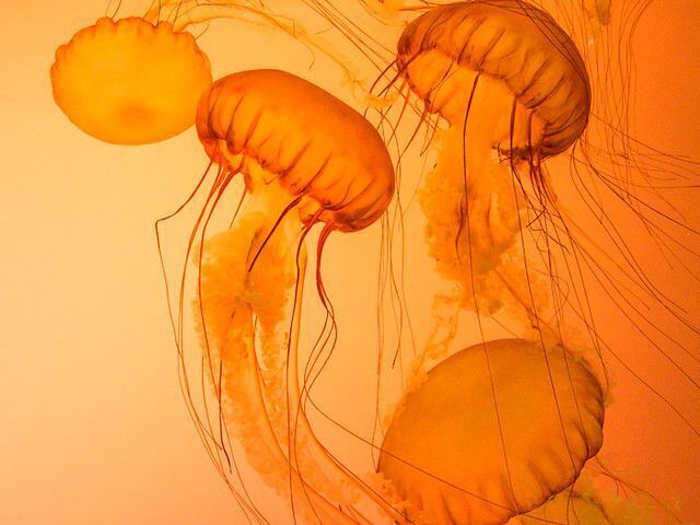 Laranja໒꒱ ⋆゚⊹