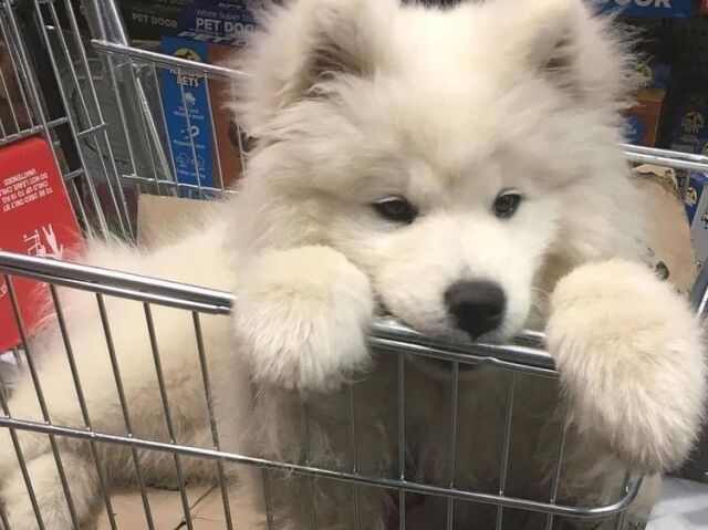 Cão໒꒱ ⋆゚⊹