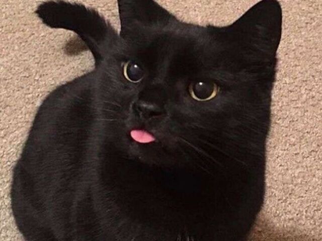 Gato໒꒱ ⋆゚⊹
