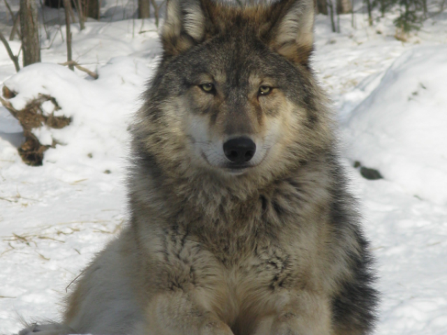 Lobo໒꒱ ⋆゚⊹