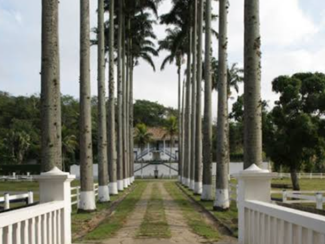 Entrada de coqueiros