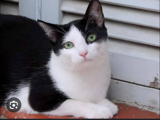 Gato preto e branco brincalhão