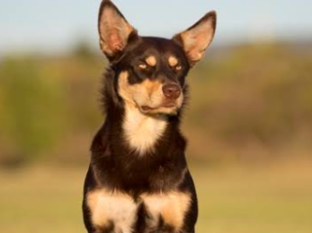 Cachorro prestativo e fofo