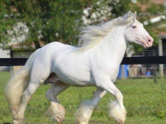 Cavalo rápido e obediente