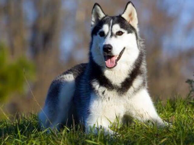 Husky