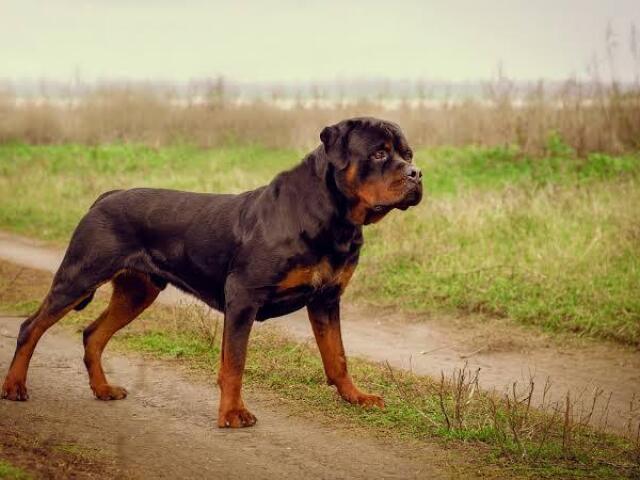 Rottweiler