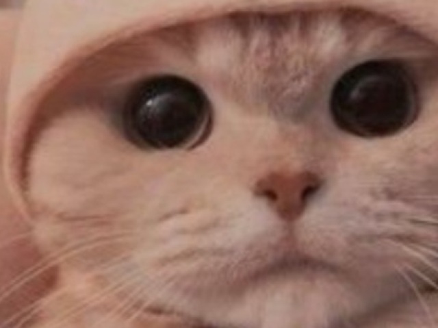 Gatinho fofooo demais se
Eu fosse você escolheria
Esse😍🥰😍🥰