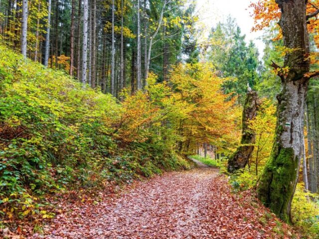 O caminho sinuoso e coberto de folhas pela floresta