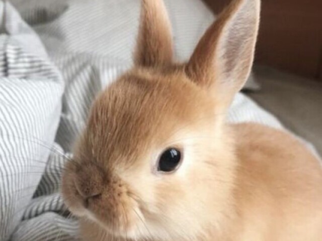 🐇