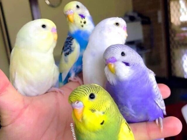 (Eu tenho 1🤭)
🐦