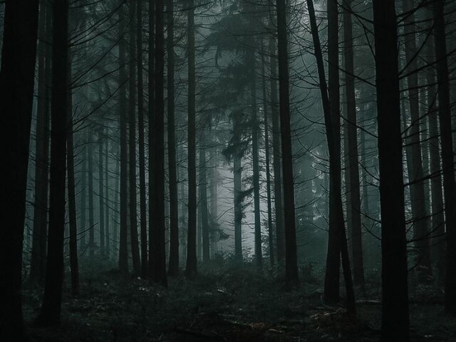Floresta