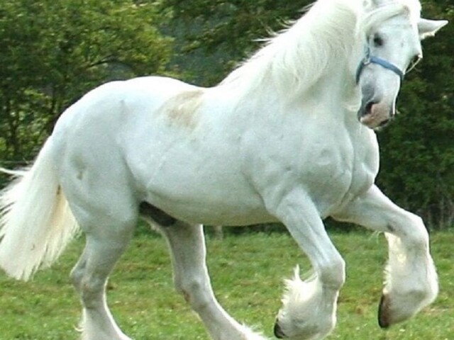 Cavalo