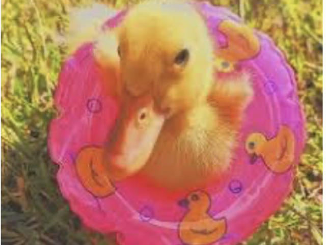 💗🦆Pato na boia🦆💗