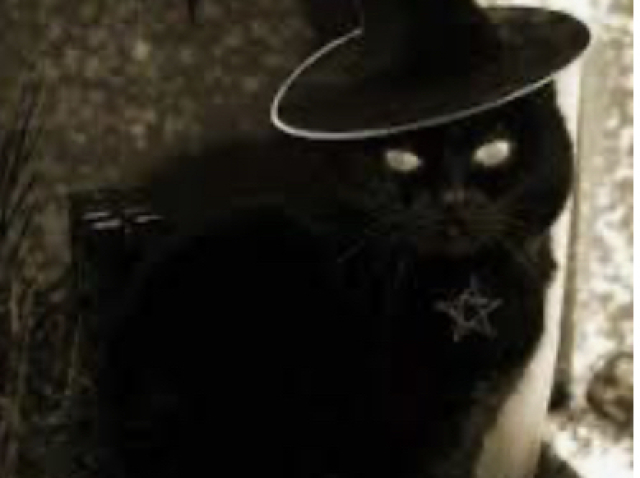 🐈⬛gato preto🐈⬛