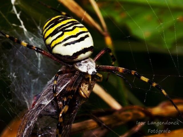 Aranha-de-Jardim