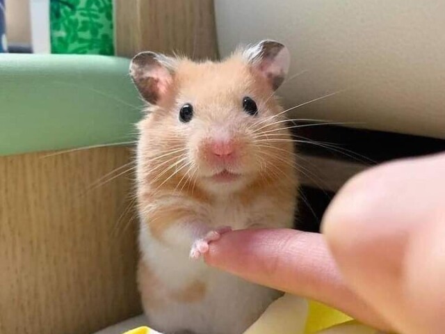 Hamster 🐹