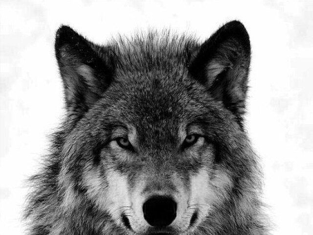 Lobo