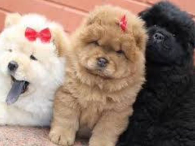 Chow Chow