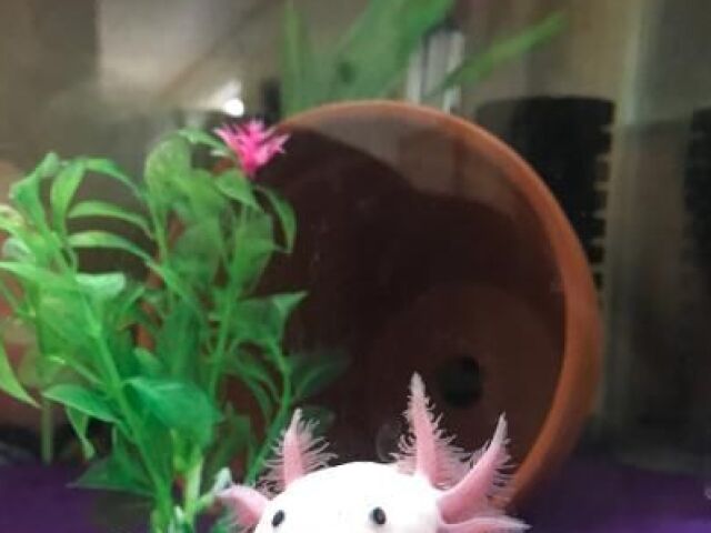 Para o Axolotl