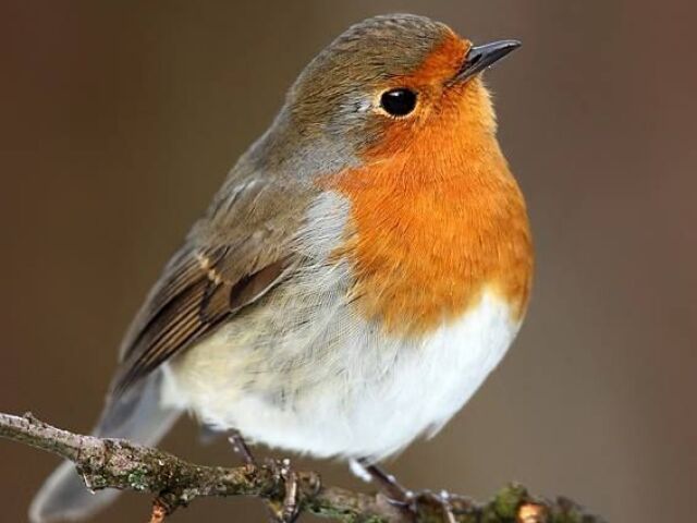 Robin