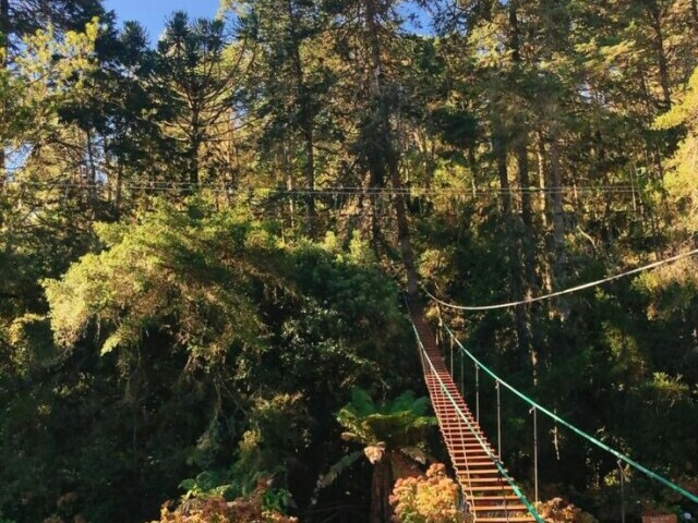 Passeio pela floresta