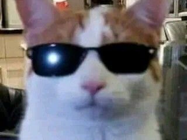 Esse gato e muito maneiro B-)