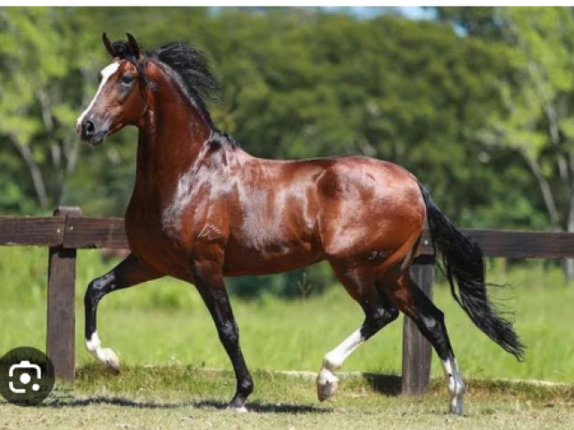 Manga Larga Marchador🧡🐎