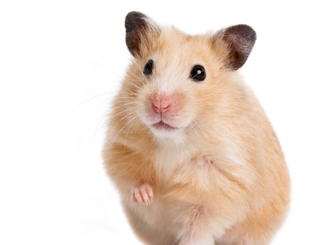 hamster