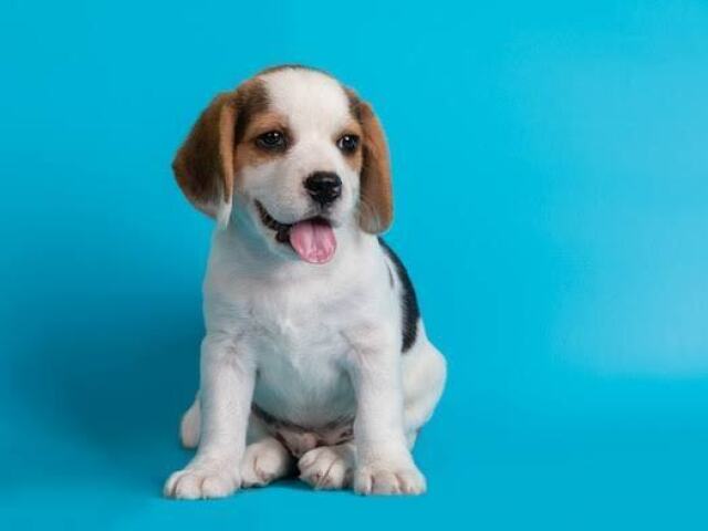 Cachorro SRD