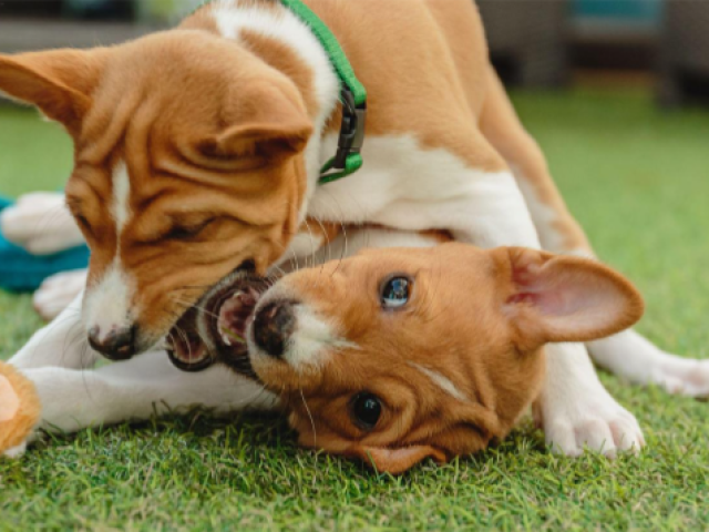 Cão