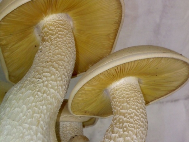 Cogumelo amarelo