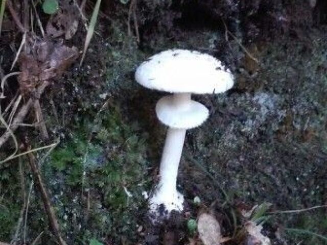 Cogumelo branco