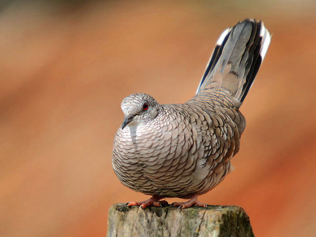 Rolinha fogo apagou