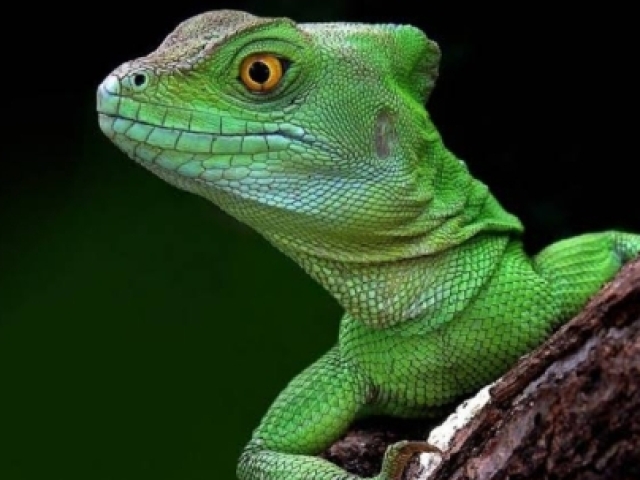 Lagarto 🦎