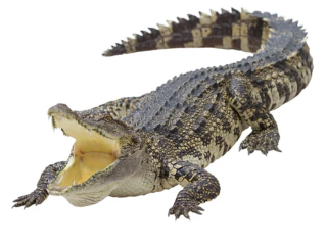 Crocodilo