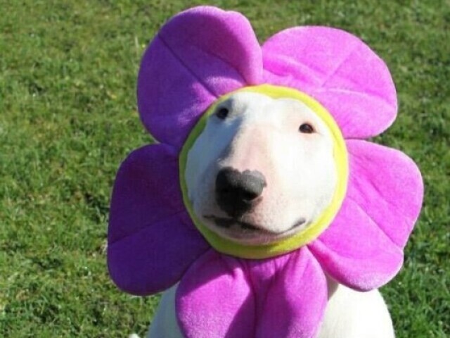 Bull terrier