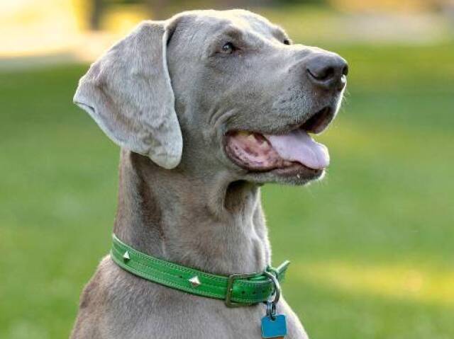 Weimaraner