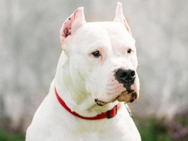 Dogo Argentino