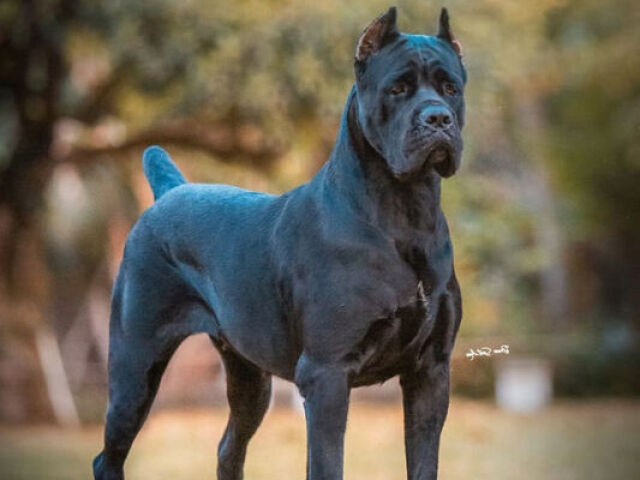 Cane Corso