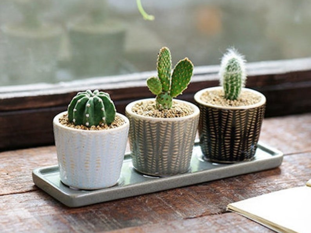 Mini Cactus